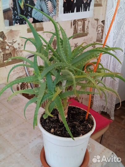 Домашние растения цветы