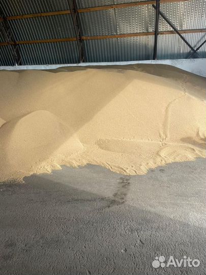 Семена горчицы