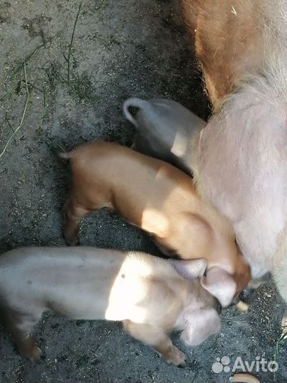 Поросята породы дюрок