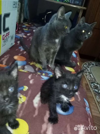 Ждут заботливых хозяев Маркиз и Цезарь ласковые