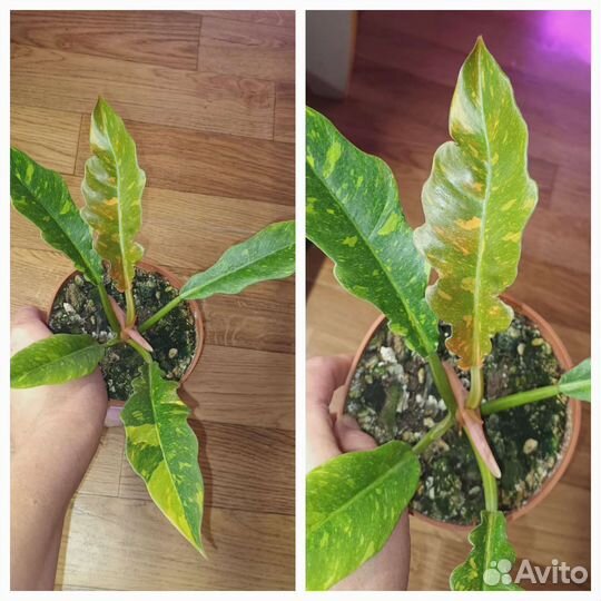Филодендроны пестролистные