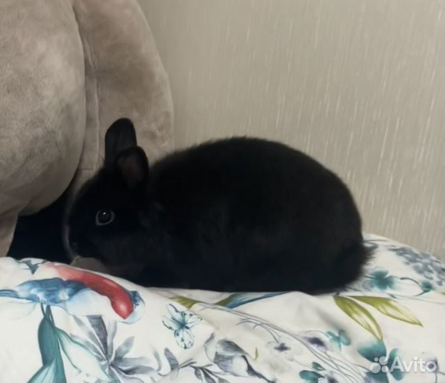 Кролик черный, с клеткой