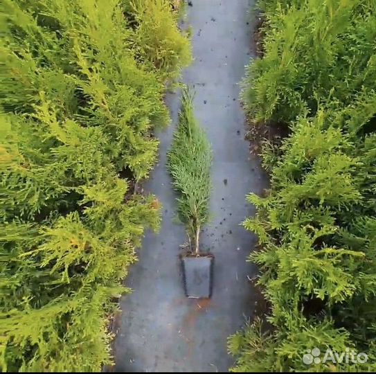 Туя Смарагд 60 см