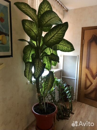 Диффенбахия