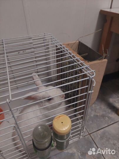 Клетка для грызуна