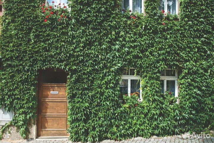 Фикус пумила, фуксия, виноград виччи