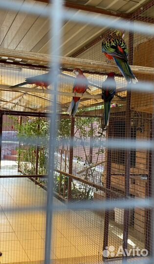 Попугай розелла