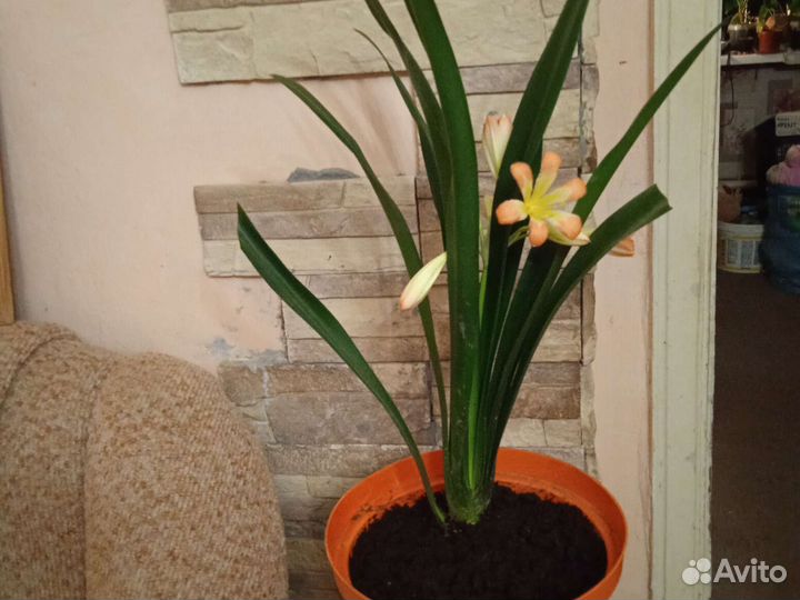 Комнатные цветы