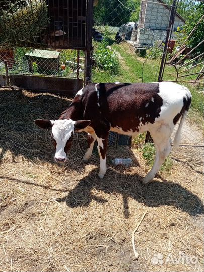 Бычки и телки