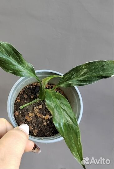 Спатифиллум Домино. Детка