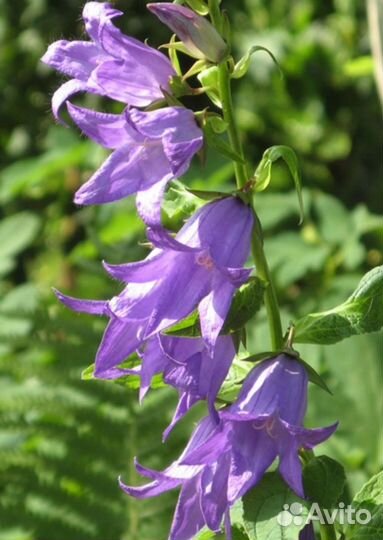 Колокольчик многолетний