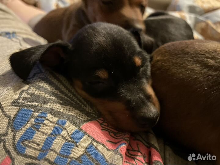 Щенки цвергпинчера