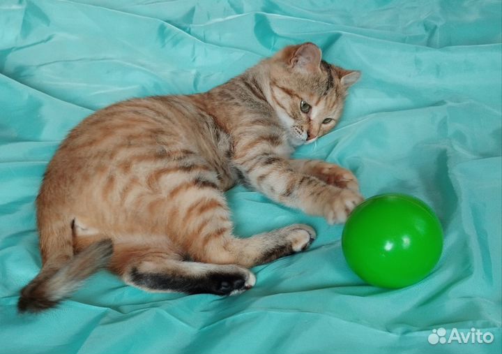 Кошечка в добрые руки