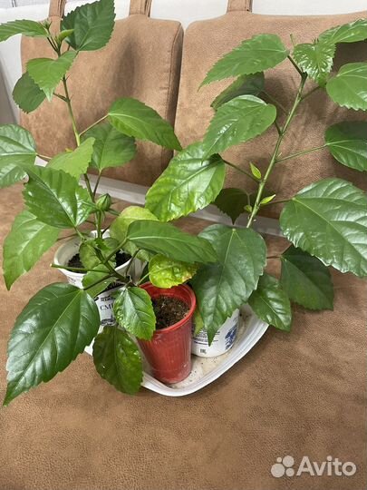 Гибискус китайская роза