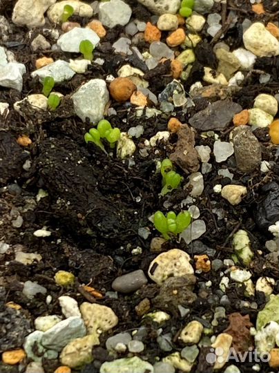 Авония семена, суккуленты