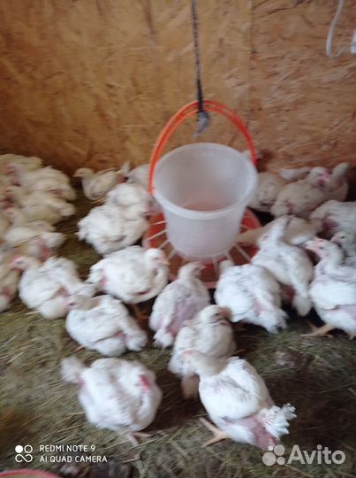 Индюшата Цыплята Гусята Утята