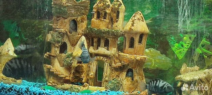 Аквариум с рыбками