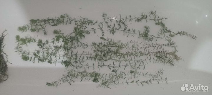 Аквариум Аквариумные растения улитки