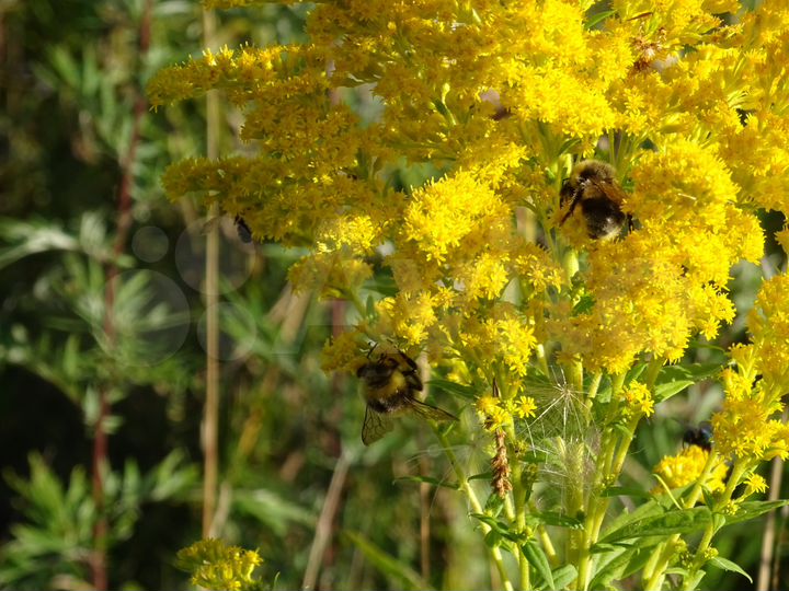 Участок 4,89 га (СНТ, ДНП)