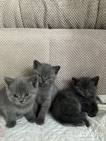 Шотладские котята