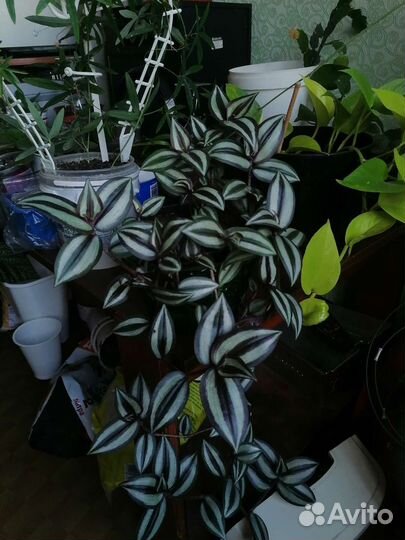 Традесканция зебрина