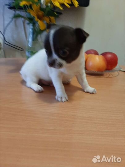 Щенки чихуахуа мини