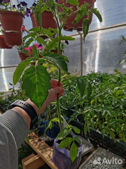 Рассада помидор