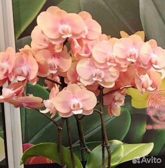 Фаленопсис сортовой