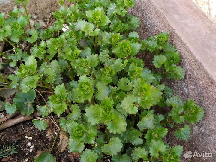 Садовые растения 1