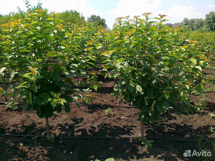 Саженцы вишни оптом