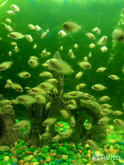 Малёк цихлазома фламинго