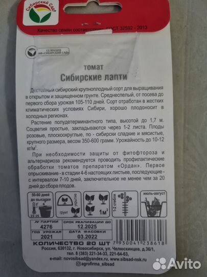 Сочная рассада помидор