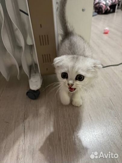 Котенок девочка шотландская вислоухая