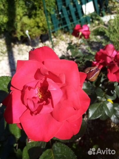 Хвойные и декоративные растения