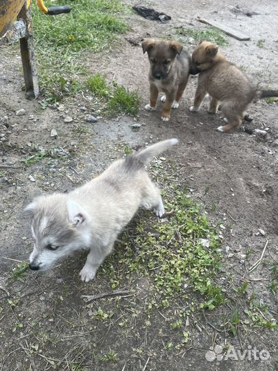 Хаски отдам в добрые руки бесплатно