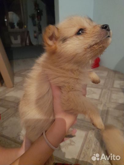 Собака