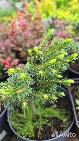 Ель Певе тиджин