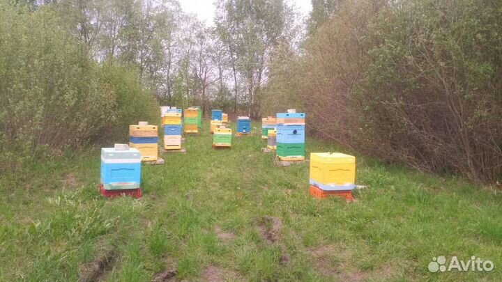Пчелы зимовалые семьи и пакеты