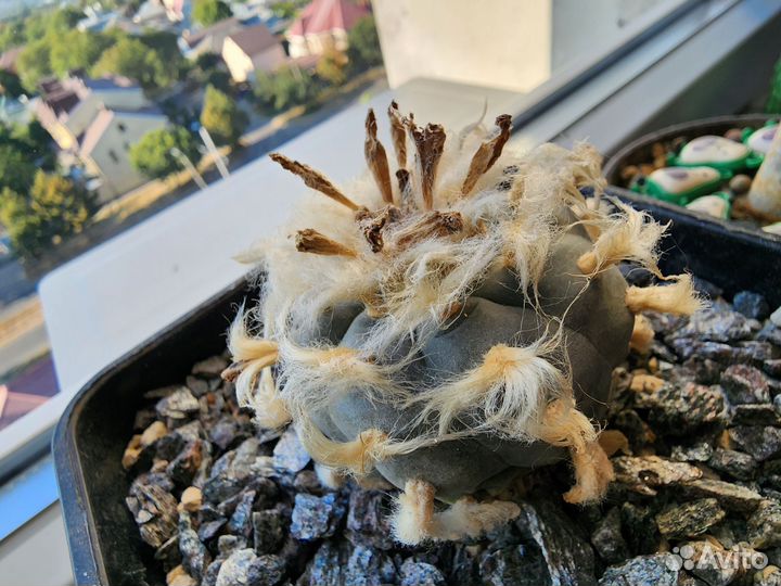 Кактус лысый