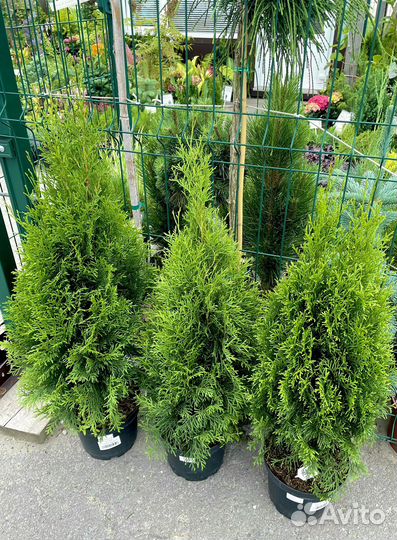 Туя Смарагд, Даника/Рейнголд/Филиформис/Мики