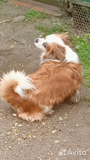 Бусинка, маленькая собачка для спокойных людей