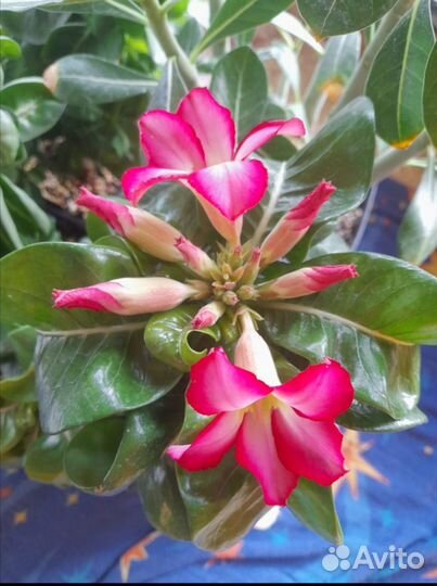 Адениумы dorset horn барашки