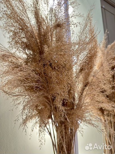 Сухоцветы камыш букет