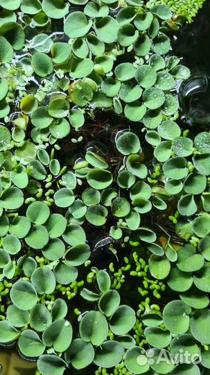 Растения аквариумные