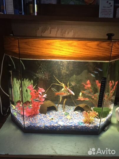 Аквариум с рыбками