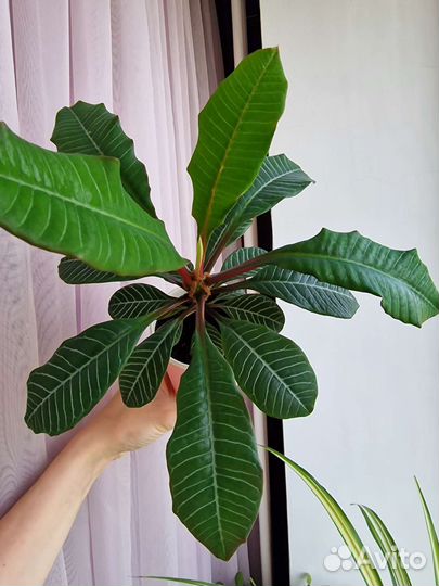 Филодендрон краснеющий. Лиана. Москва. Балашиха