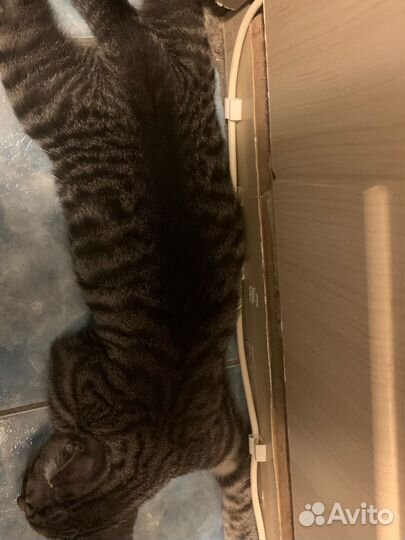 Котята в добрые руки бесплатно