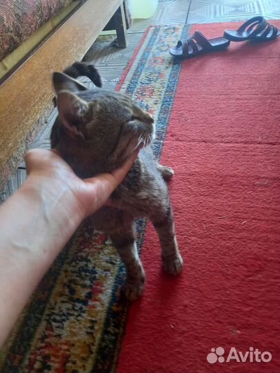 Кошка в дар бесплатно