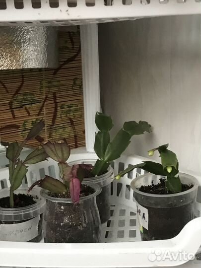 Декабрист (кактус шлюмбергера)