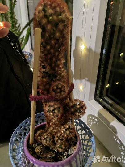 Кактус маммилярия